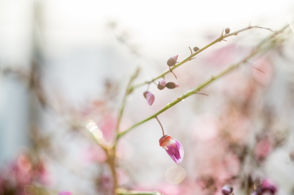 a close up of a plant with pink flowers