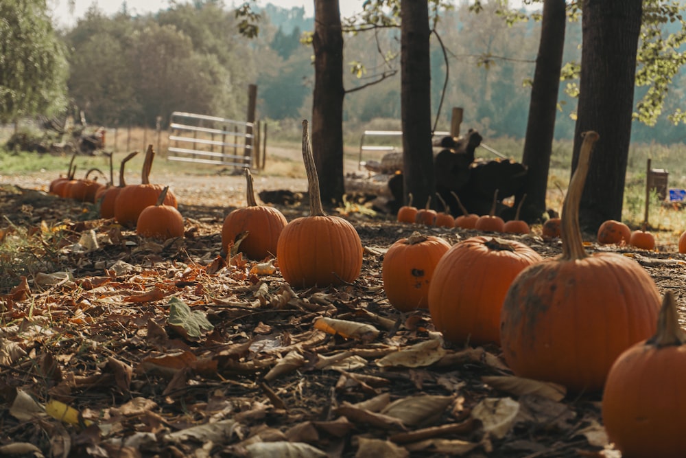 a bunch of pumpkins that are sitting in the dirt