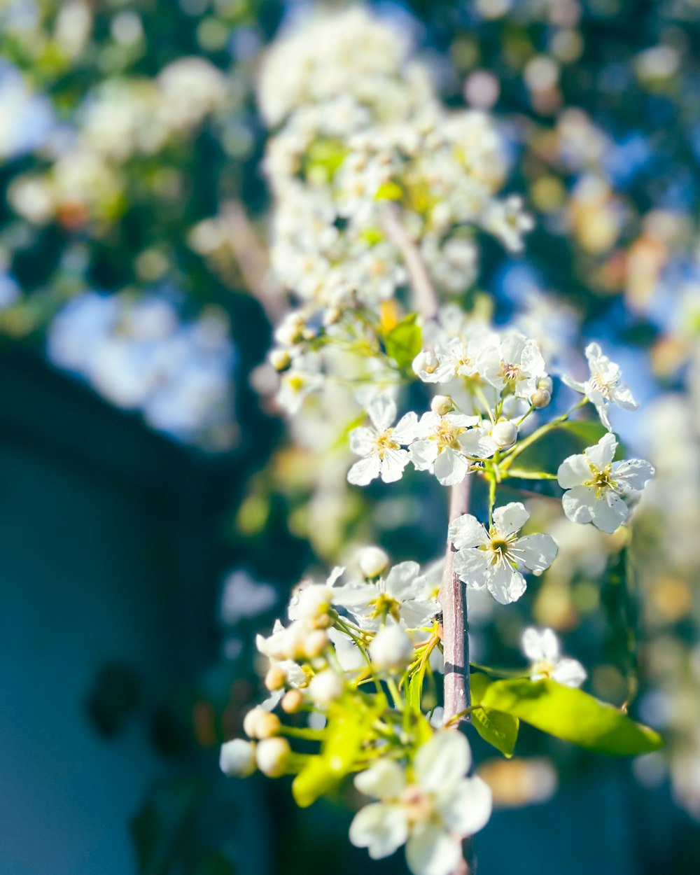 a close up of a tree with white flowers