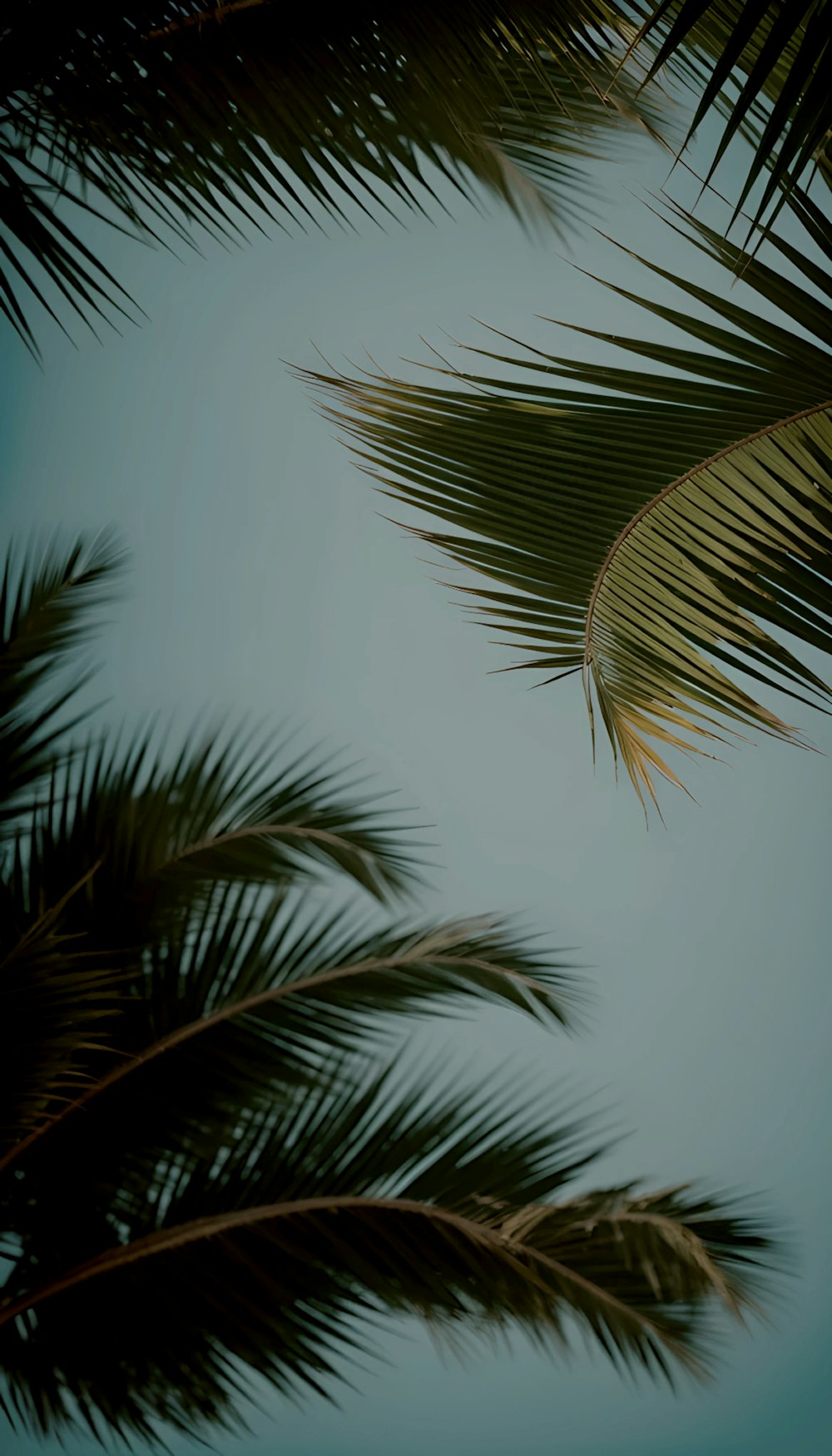 a close up of a palm tree with a blue sky in the background