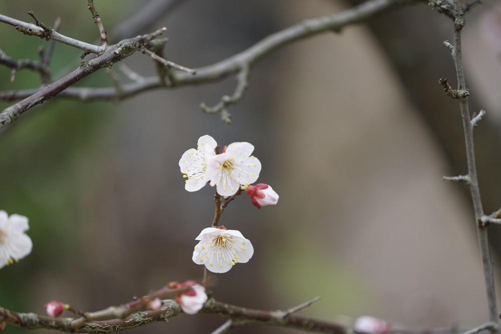 a small white flower on a tree branch