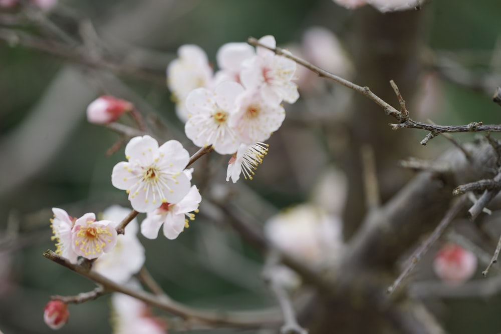 a close up of a flower on a tree