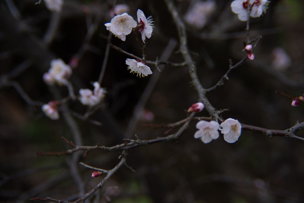 a close up of a tree with white flowers