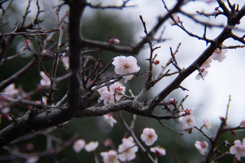 a tree branch with a bunch of flowers on it