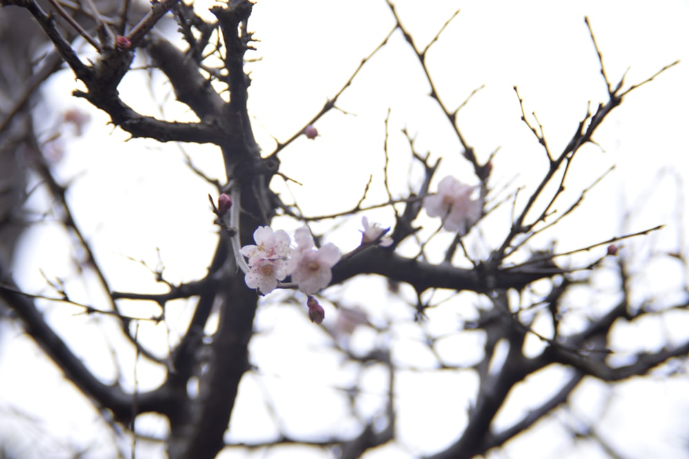 a close up of a tree with pink flowers