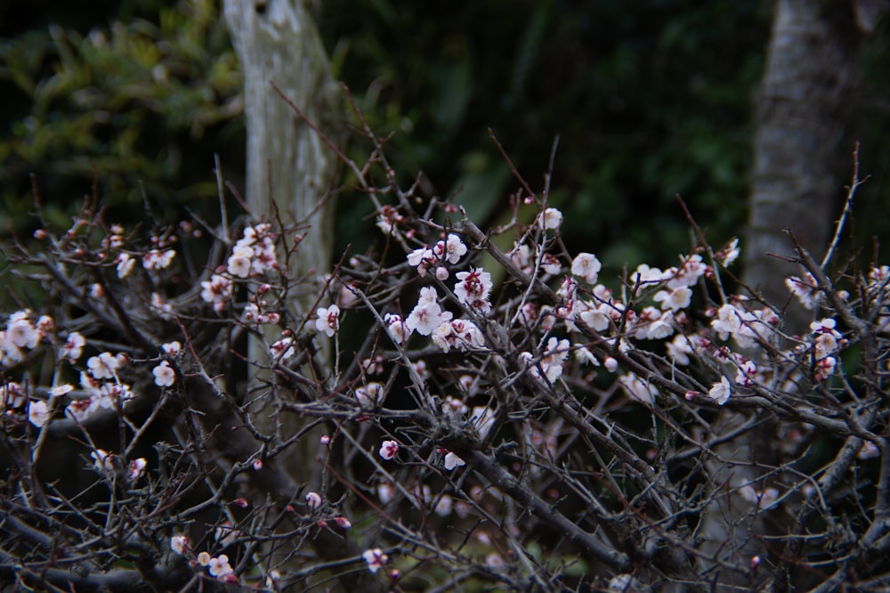 a bunch of small white flowers on a tree