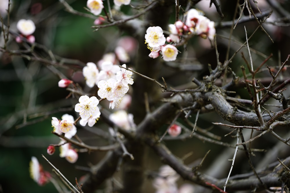 a tree with white and pink flowers on it