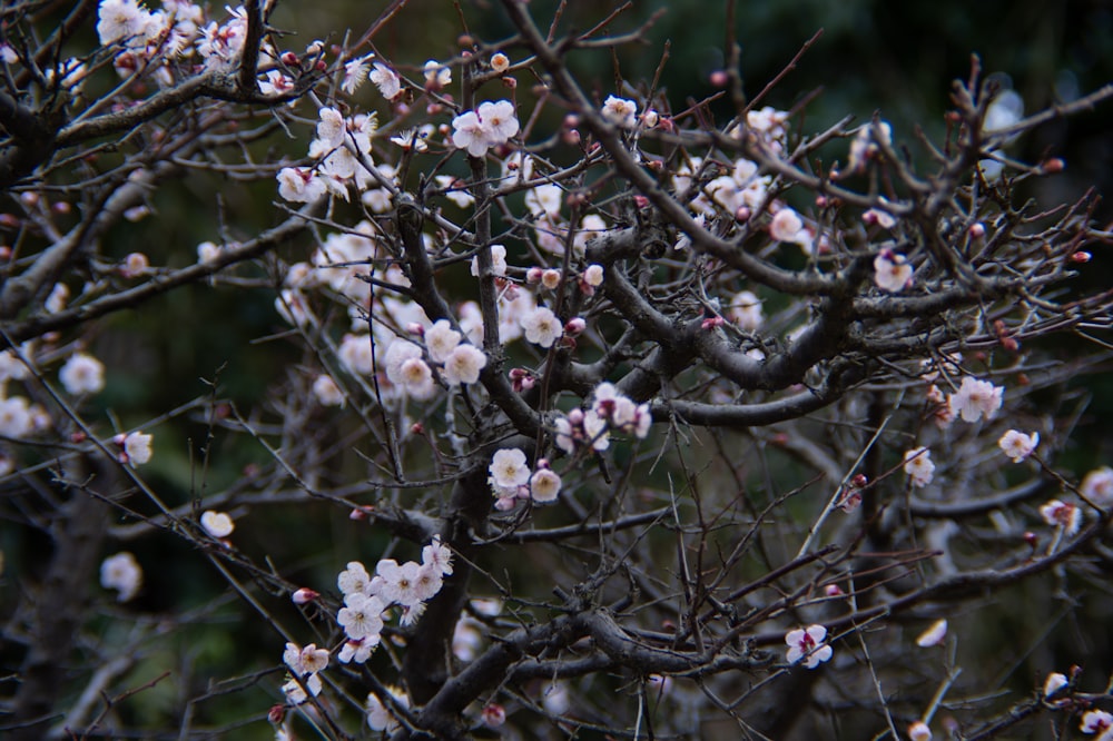 a close up of a tree with white flowers