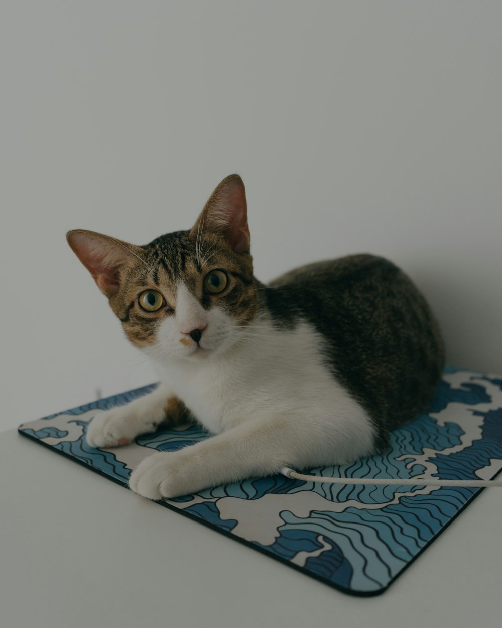 a cat laying on top of a blue and white mat