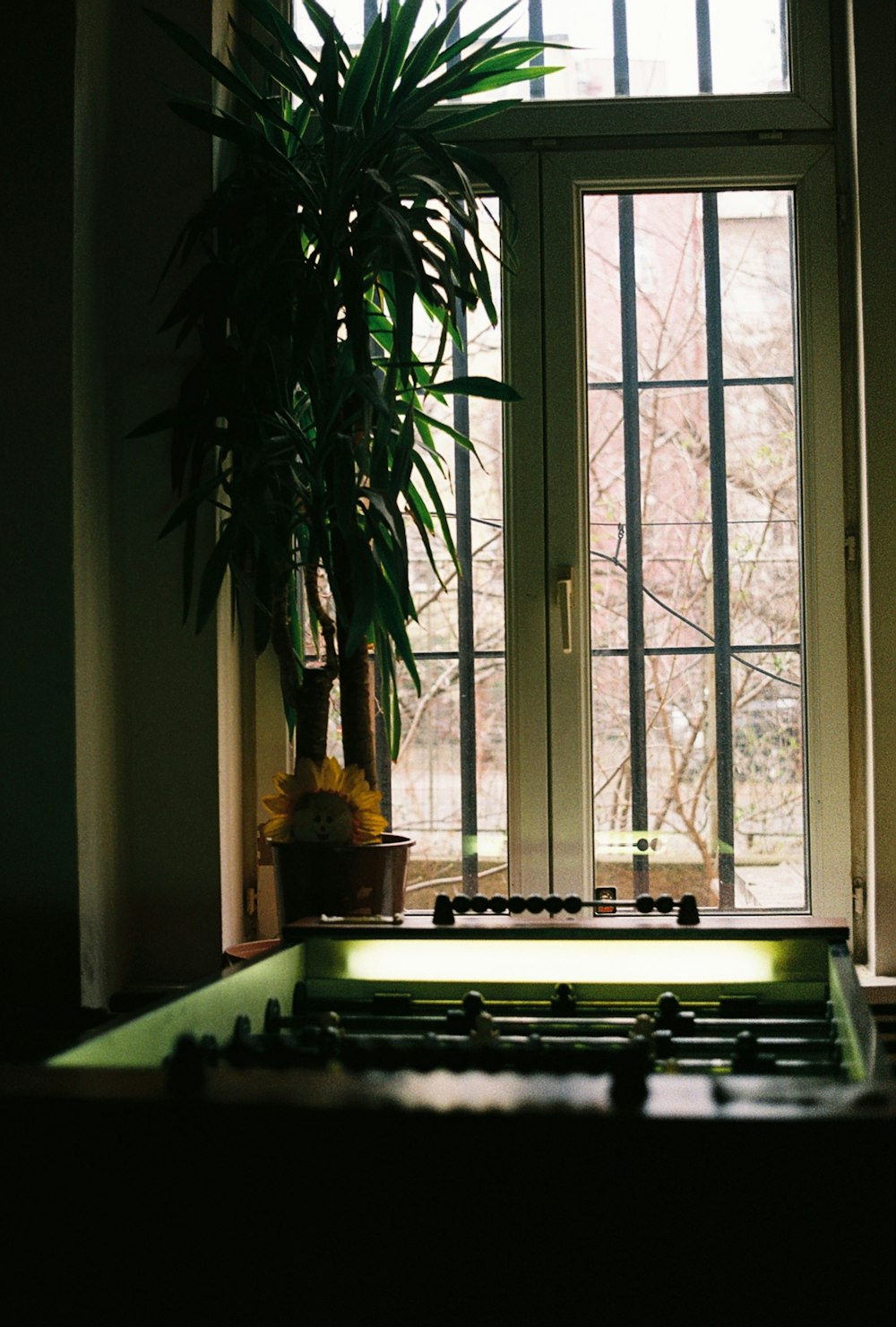 a potted plant sitting next to a window