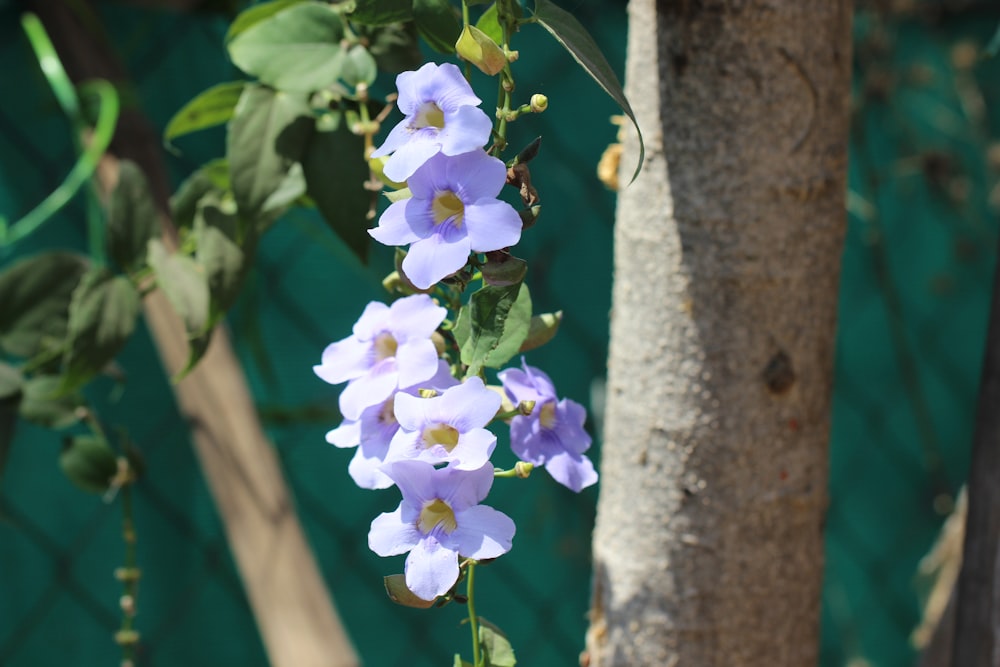 a bunch of purple flowers hanging from a tree