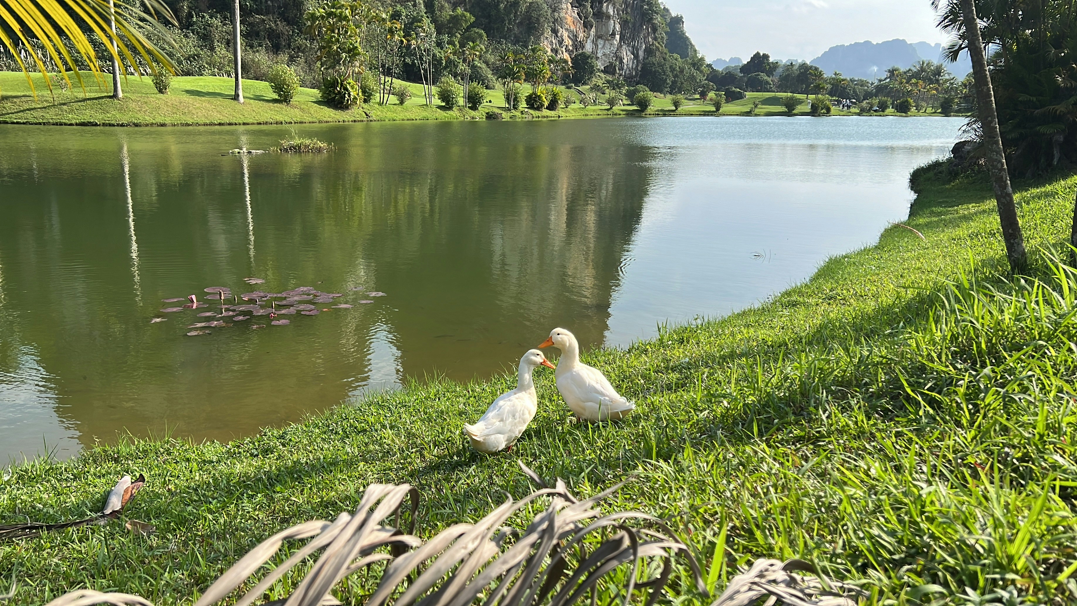 a couple of birds that are standing in the grass