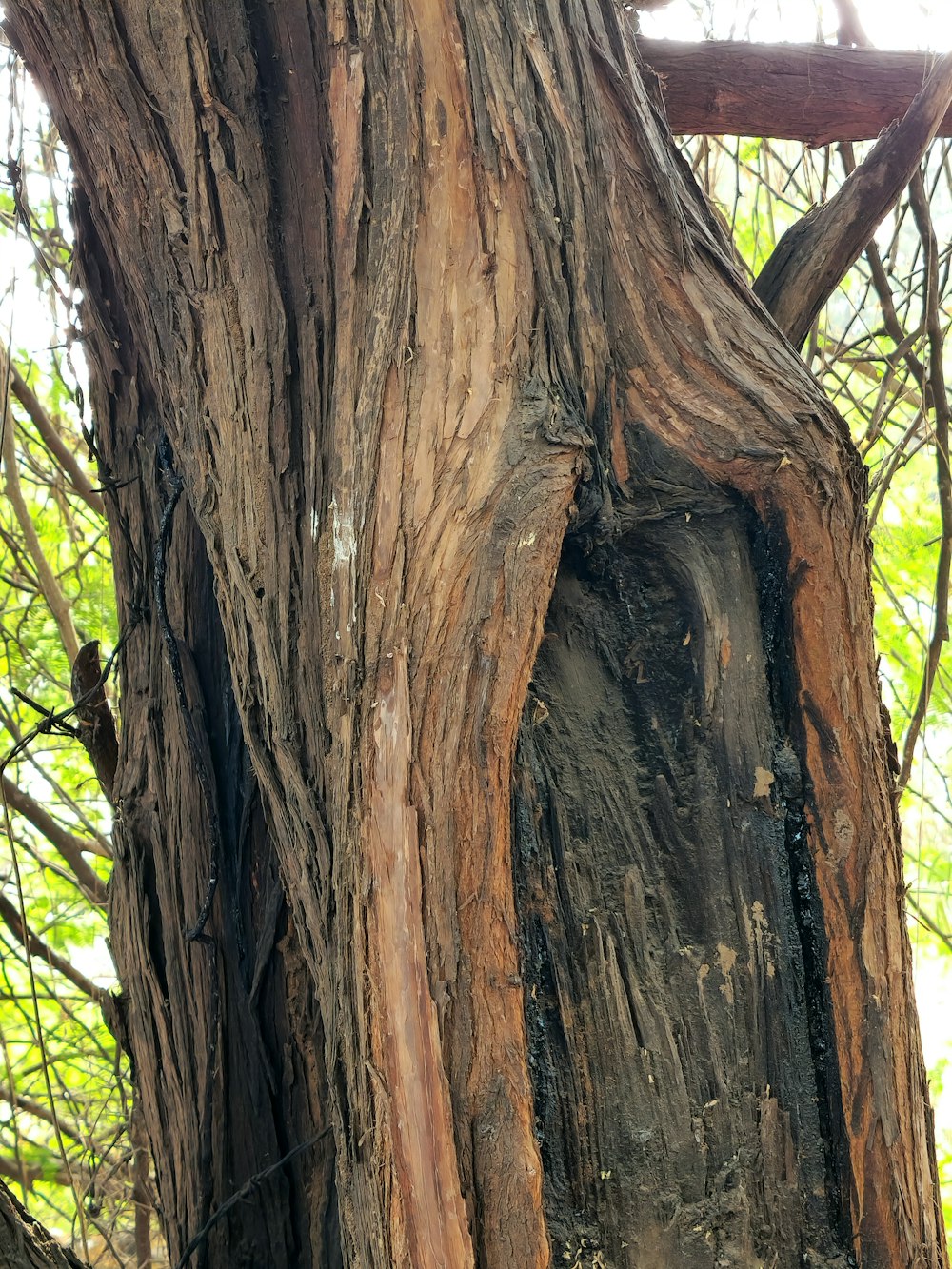 a tree that has a bird house in it