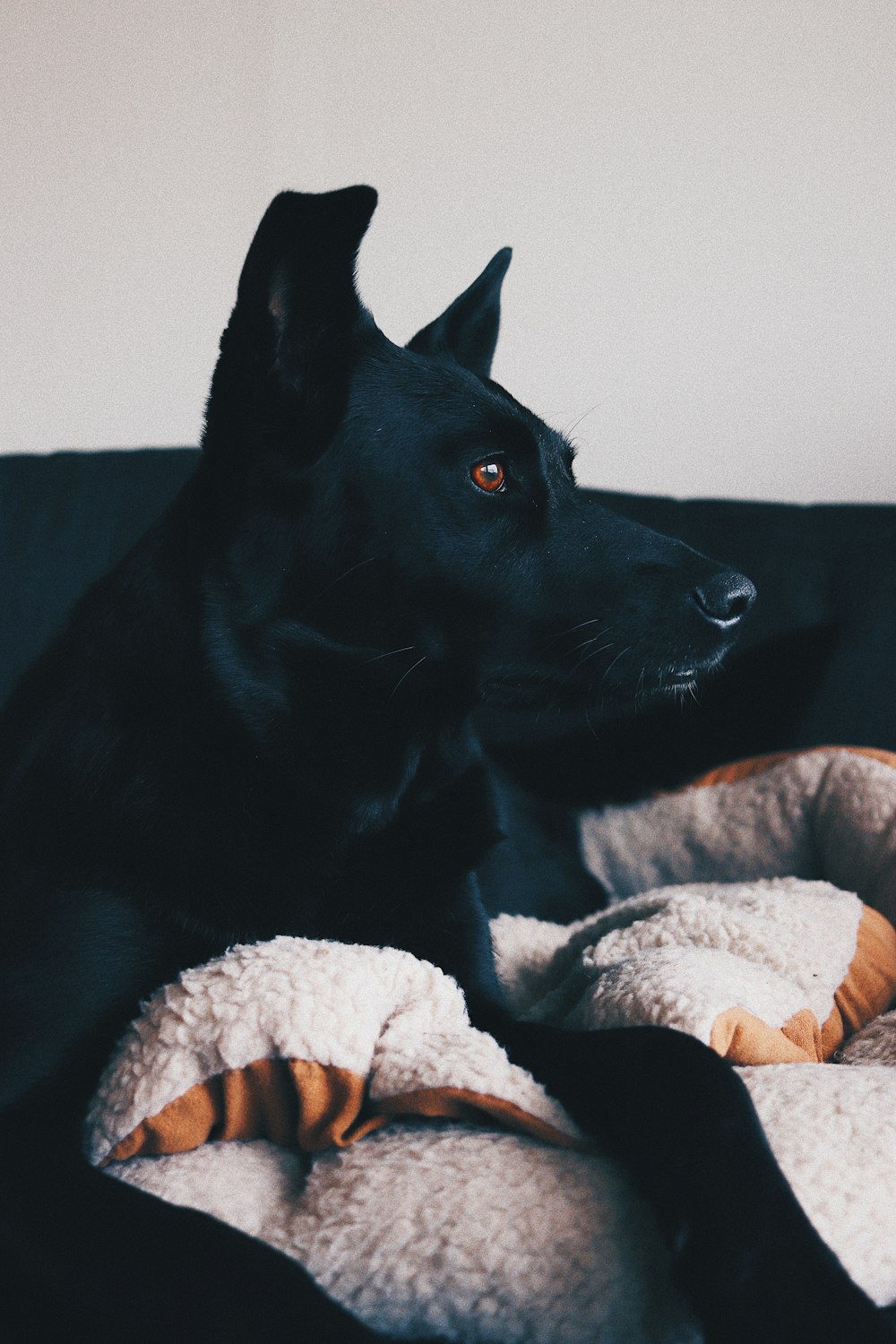 a black dog laying on top of a black couch