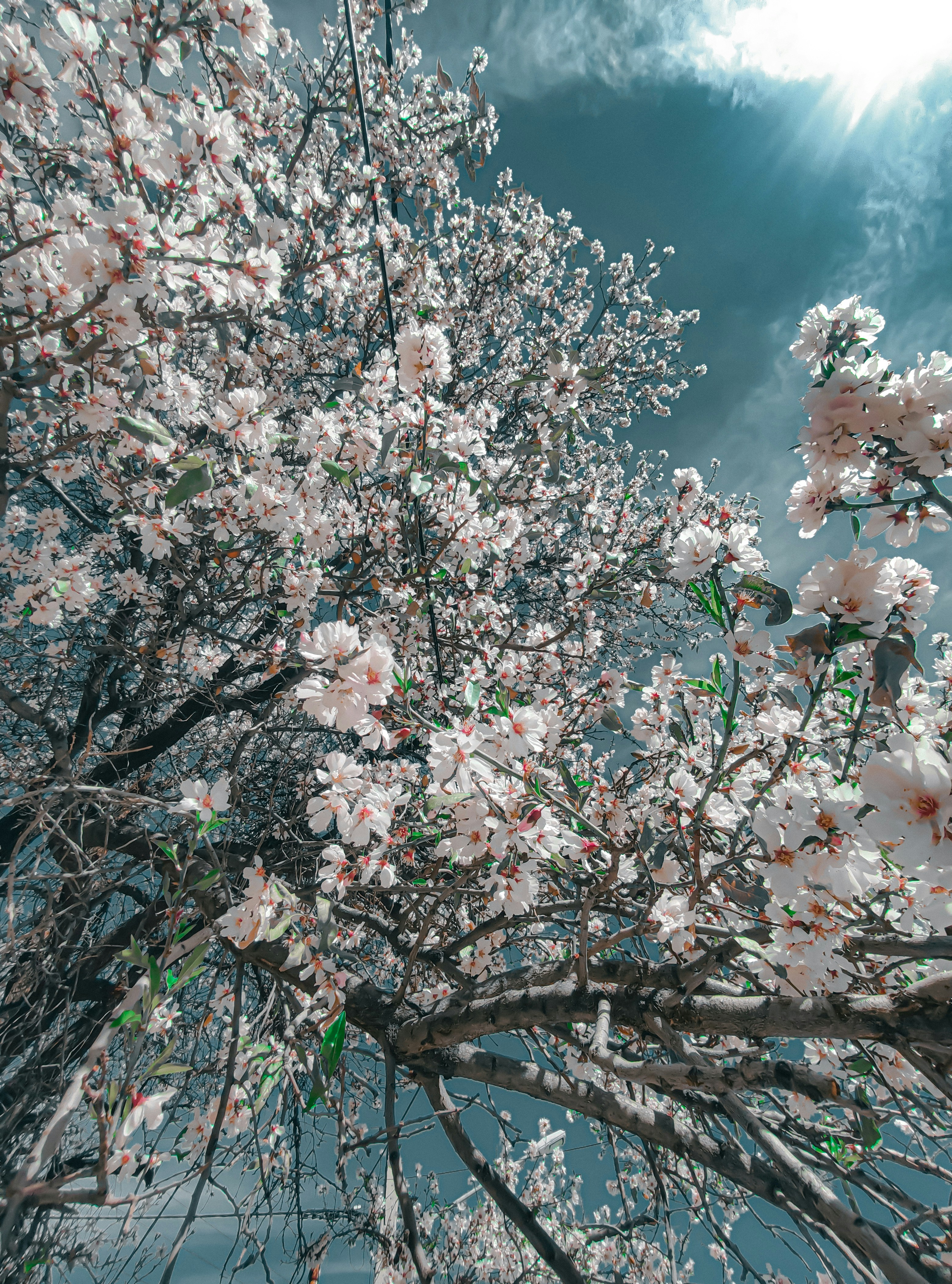 a tree with lots of white flowers on it
