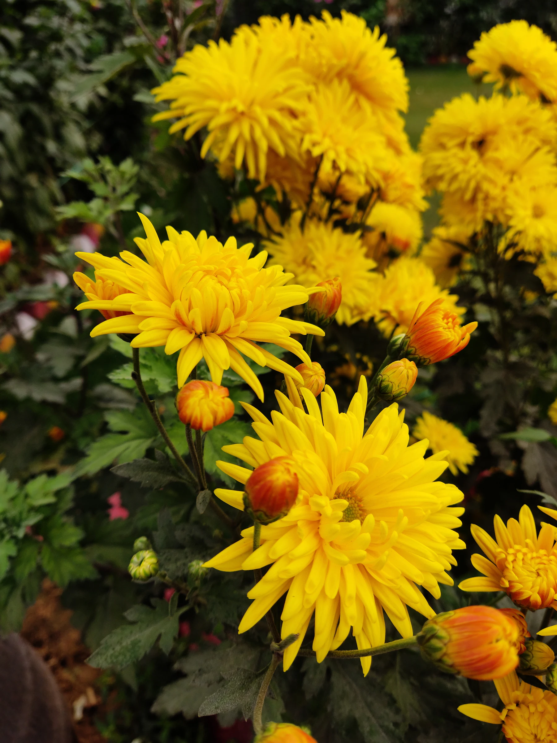 Bright yellow chrysanthemums in full bloom with orange unopened buds and dark green leaves in a garden