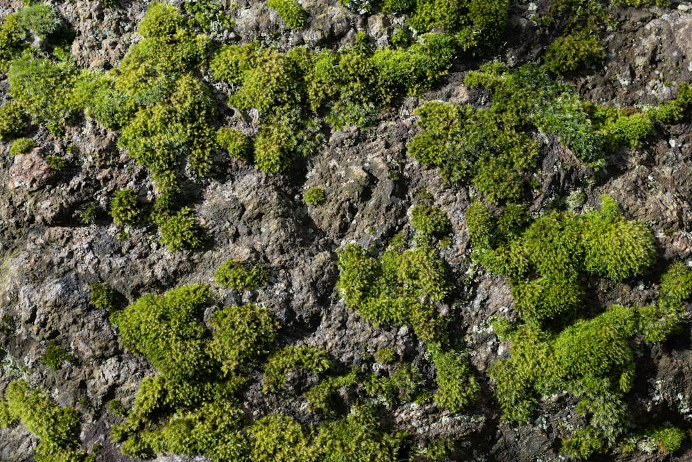 a rock covered in lots of green moss