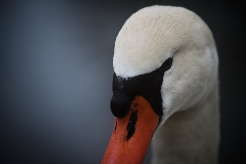 a close up of a white swan with an orange beak