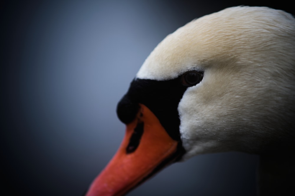 a close up of a swan's head with a black background