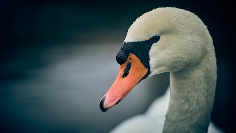 a close up of a swan with a black background