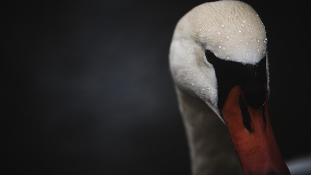 a close up of a swan's head with water droplets on it