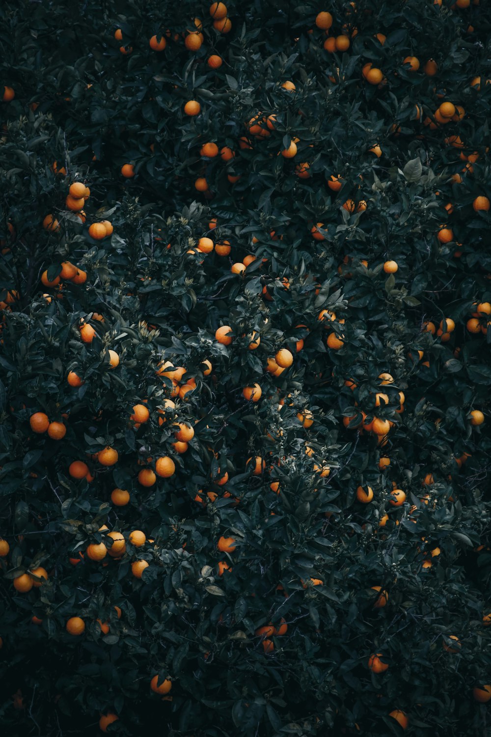 a tree filled with lots of ripe oranges