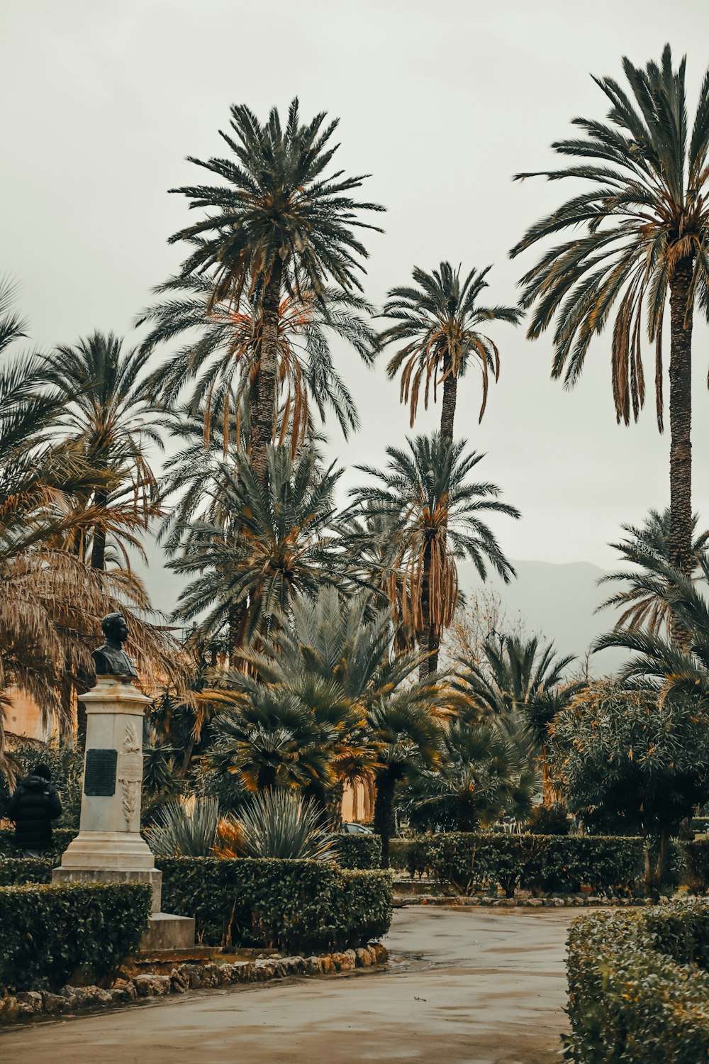 a palm tree lined walkway in a park