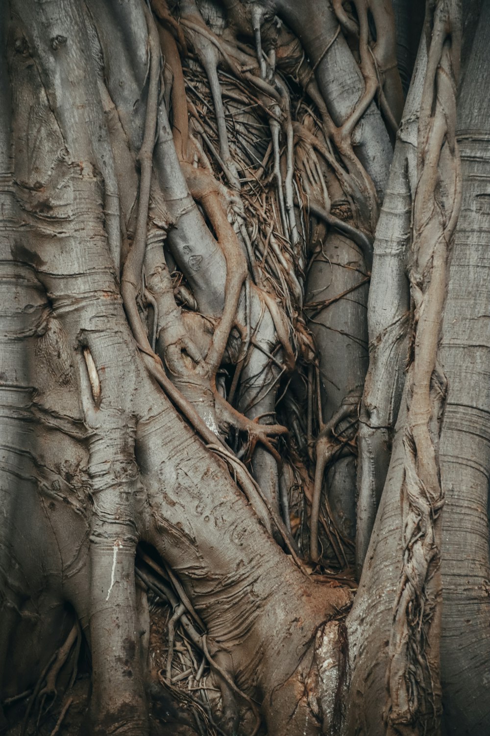 the roots of a large tree are exposed