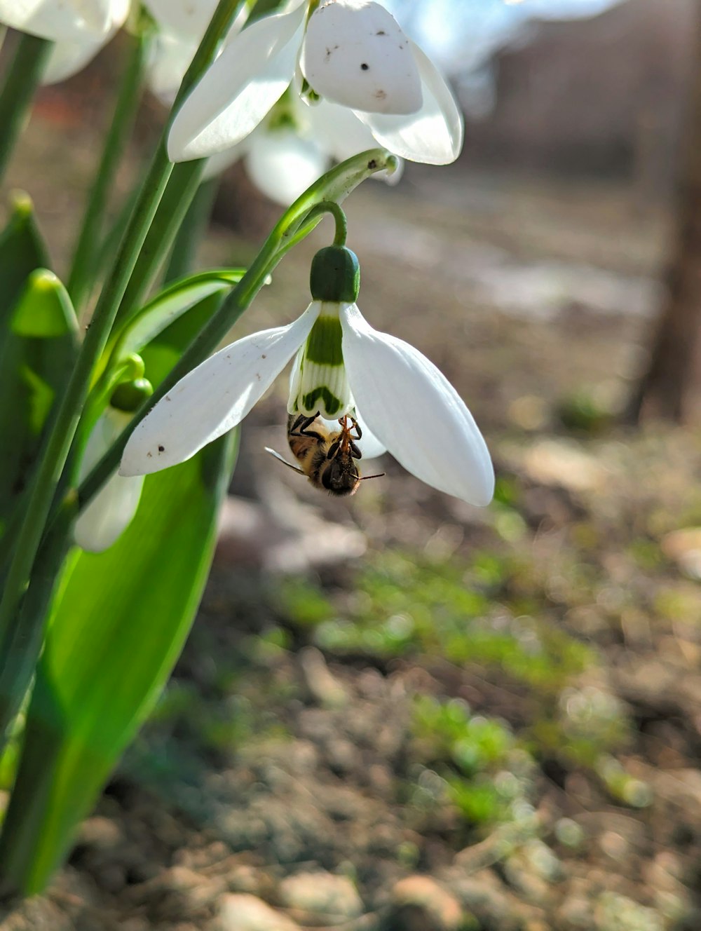 a white flower with a bee inside of it