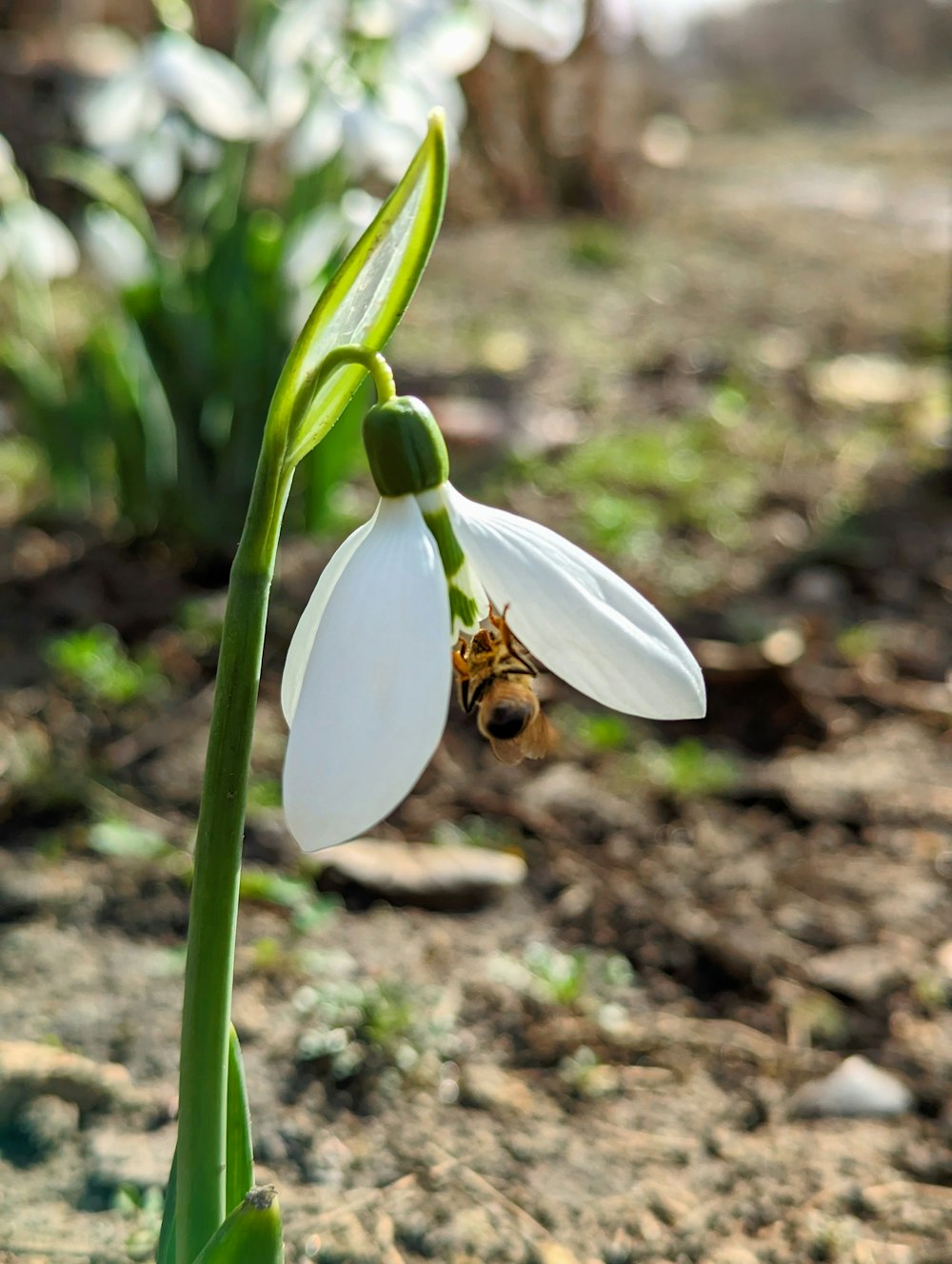 a white flower with a bee on it