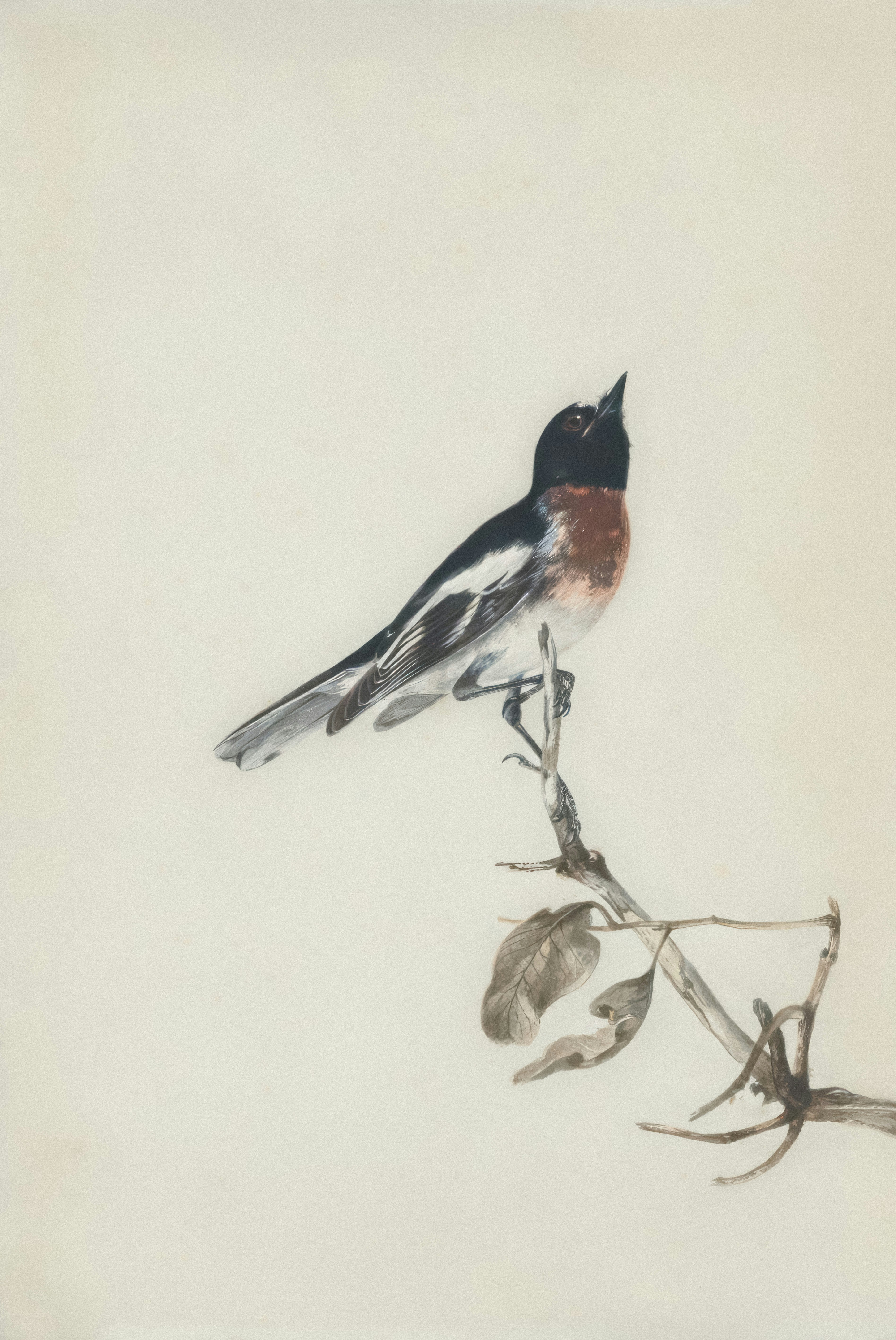 Photo by nationallibraryofaustralia