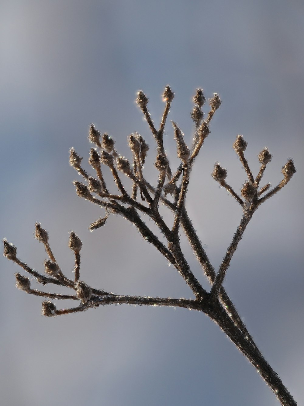 a close up of a tree branch with snow on it