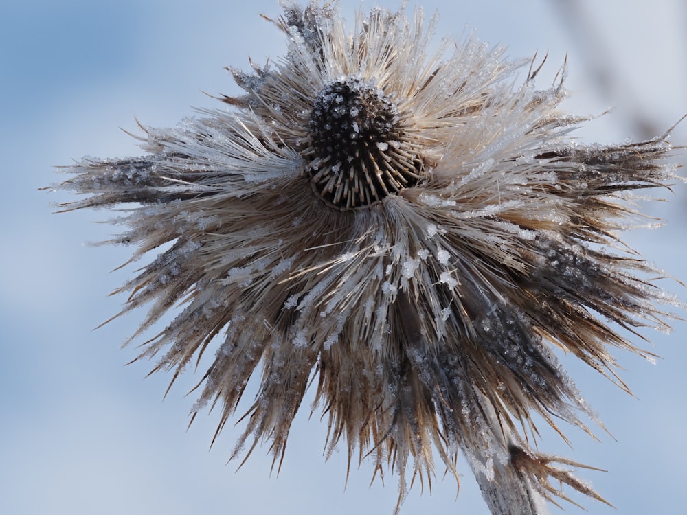 Nahaufnahme einer Pflanze mit Schnee darauf