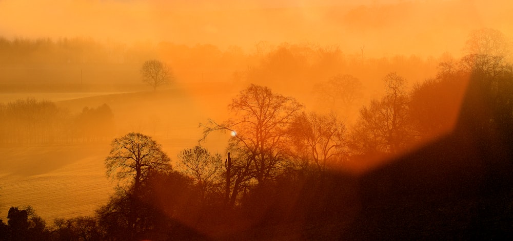 a view of a foggy field with trees in the foreground