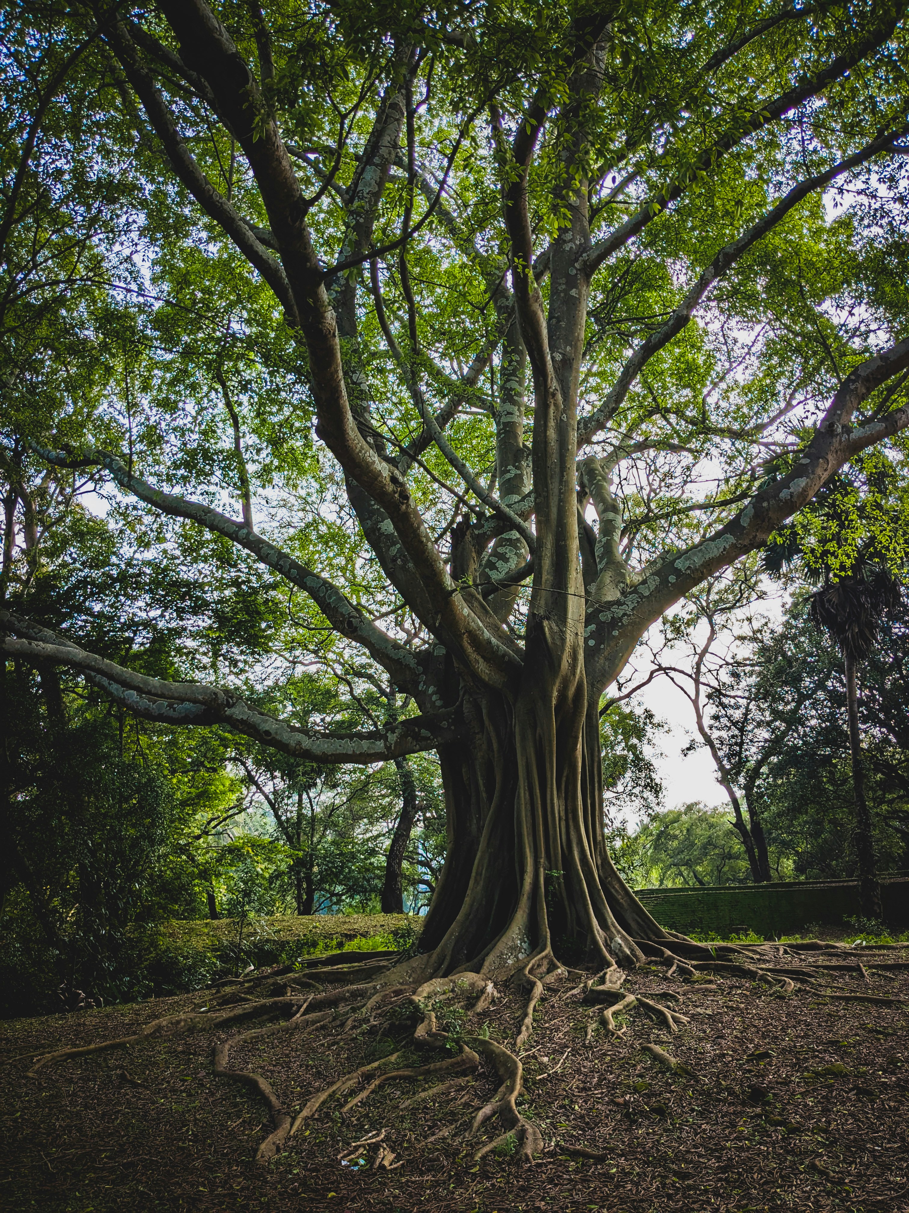 Polonnaruwa – Geography & Spatial Structure
