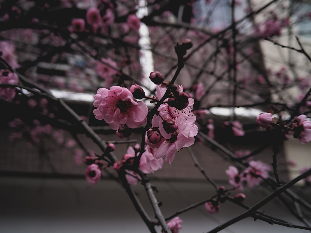 a tree with pink flowers in front of a building