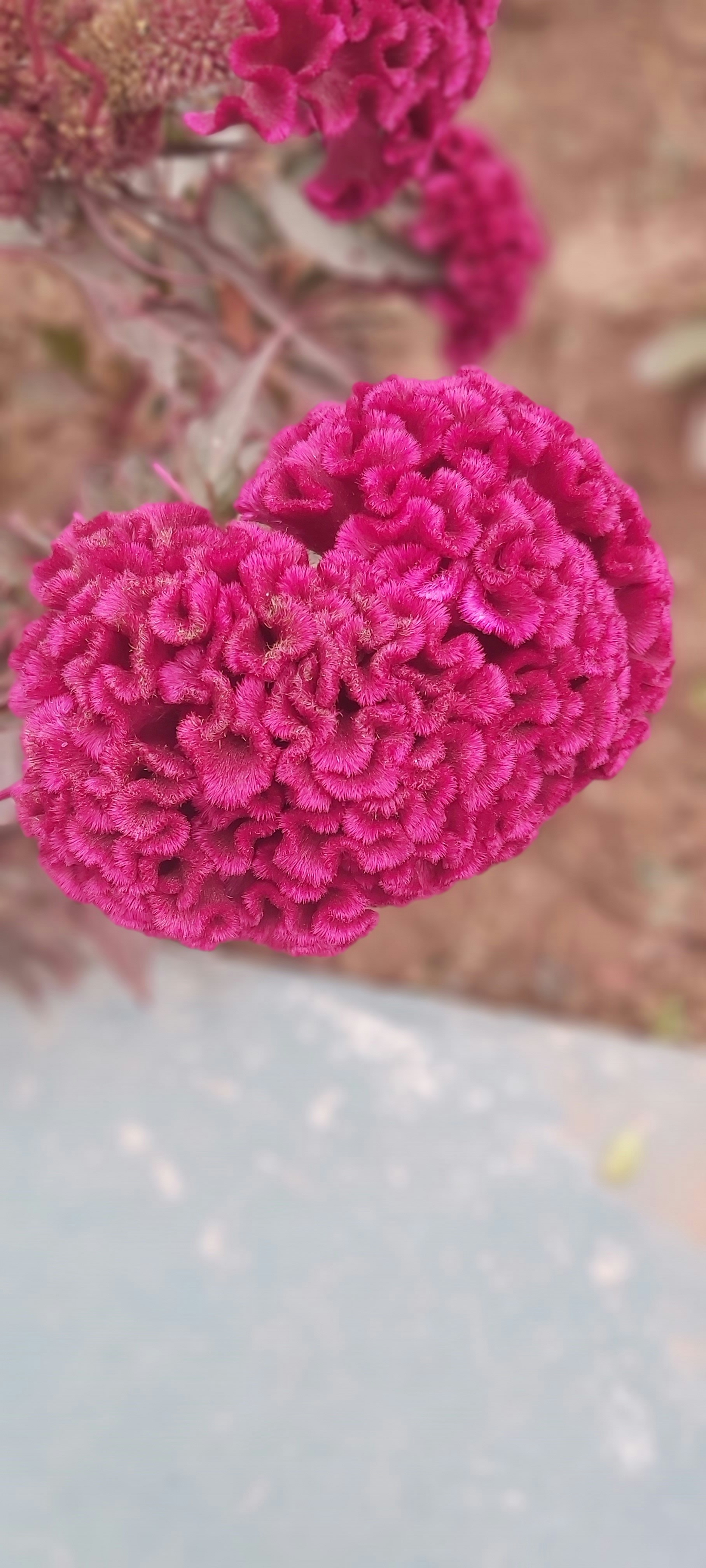 a close up of a pink flower in a vase