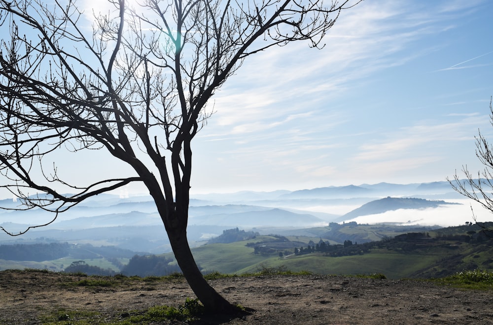 a lone tree on a hill overlooking a valley