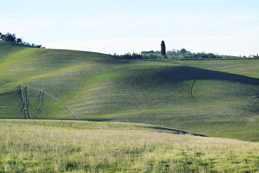 a grassy hill with a lone tree in the distance