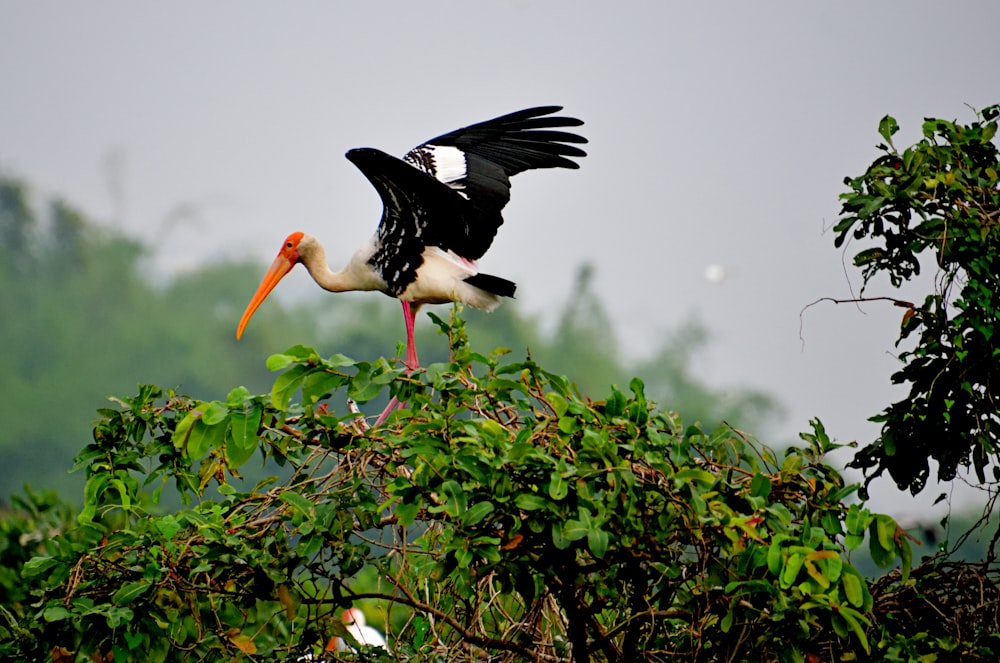 a black and white bird with a large orange beak