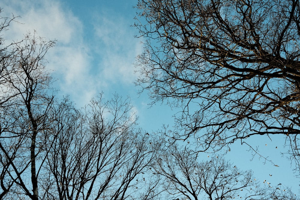 a group of trees with no leaves on them