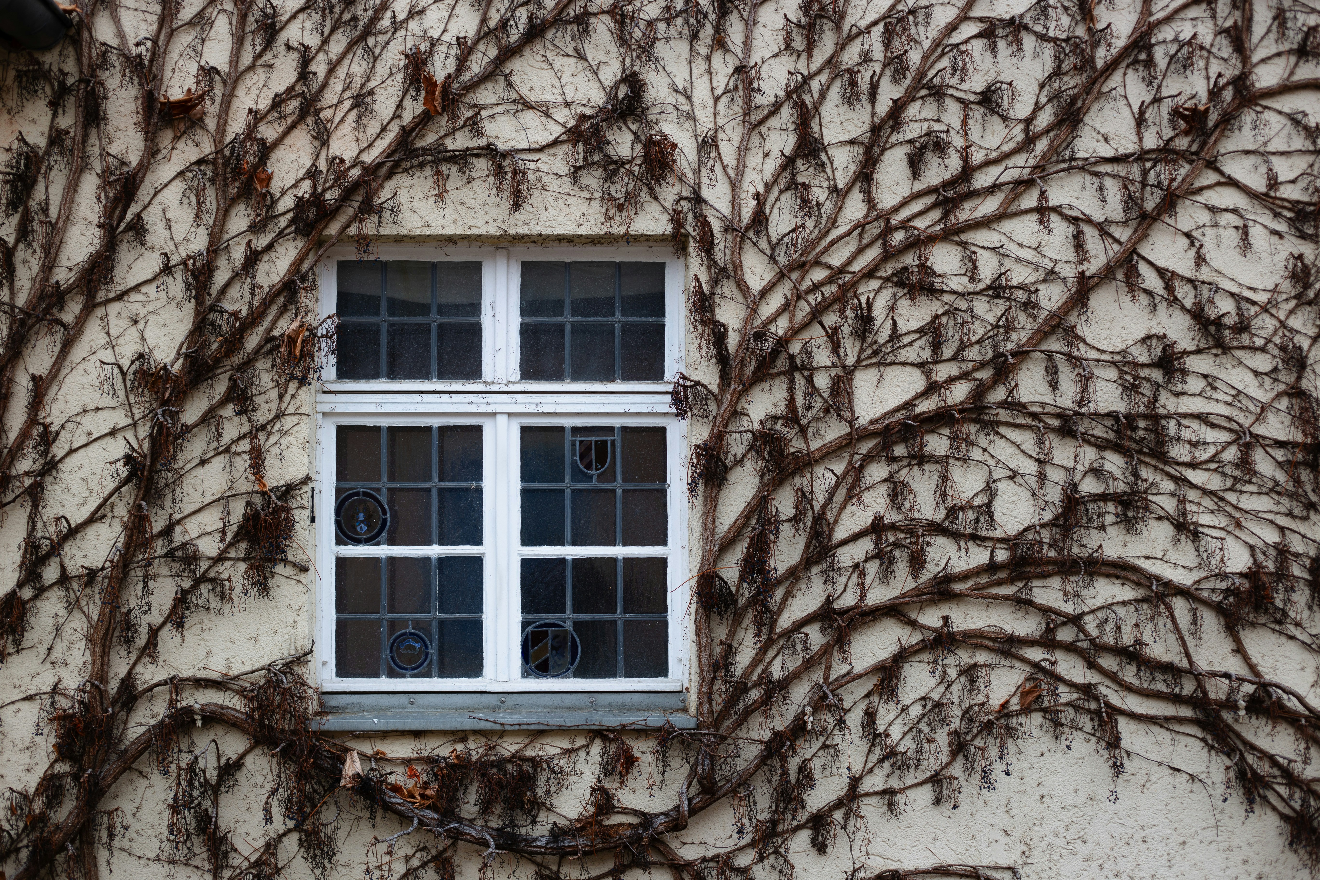 a window with vines growing on the side of a building
