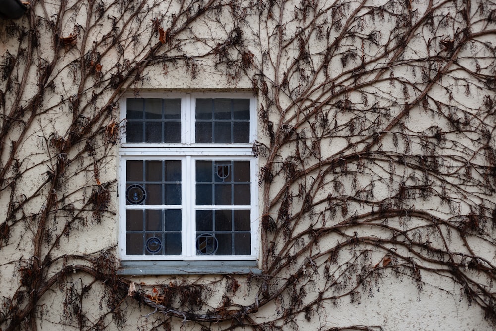a window with vines growing on the side of a building