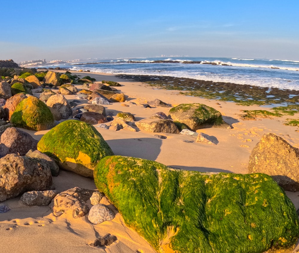 a sandy beach covered in lots of green moss