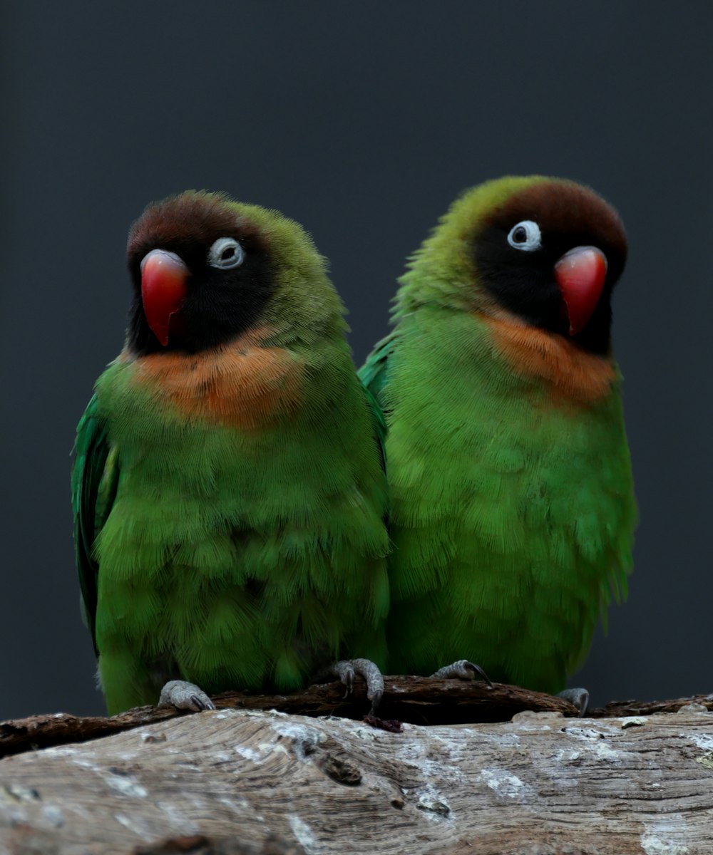 a couple of green birds sitting on top of a tree branch