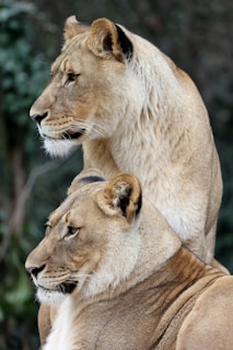 a couple of lions sitting next to each other