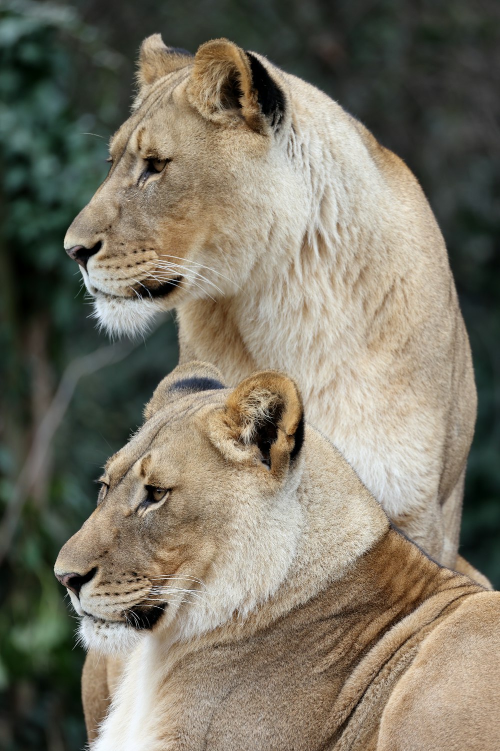 a couple of lions sitting next to each other