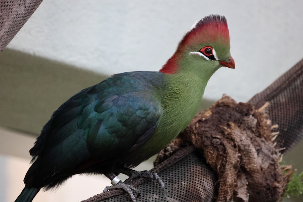 un uccello colorato seduto in cima a un ramo di un albero