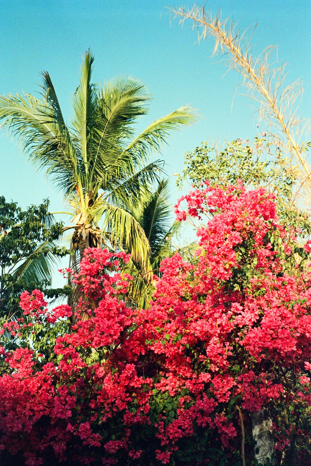 a tree with pink flowers in the foreground and a blue sky in the background