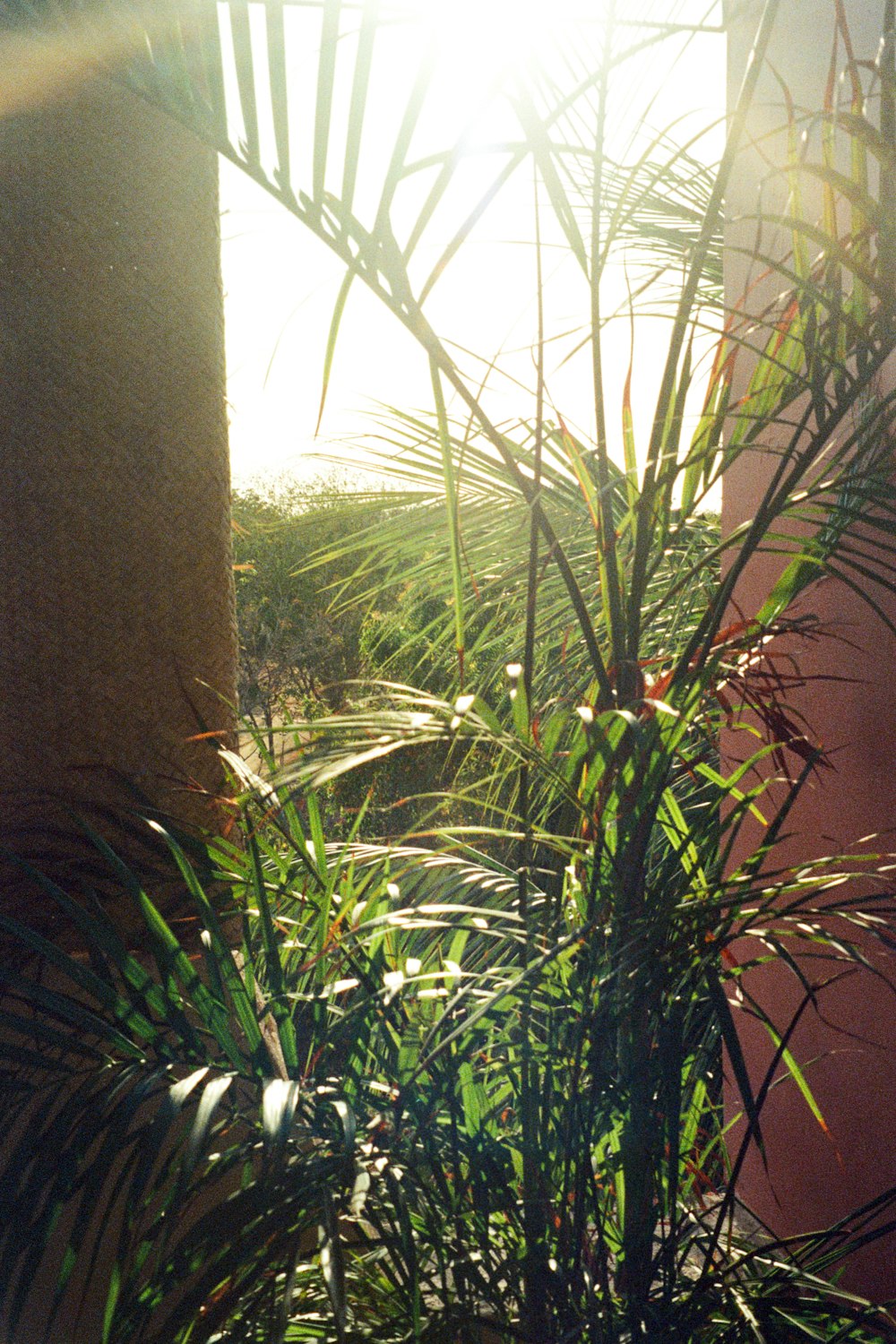 the sun shines through the leaves of a palm tree